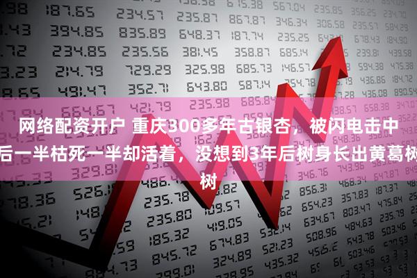 网络配资开户 重庆300多年古银杏，被闪电击中后一半枯死一半却活着，没想到3年后树身长出黄葛树